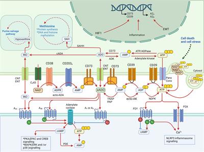 The adenosinergic machinery in cancer: In-tandem insights from basic mechanisms to therapy